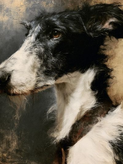 Border Collie Portrait Print.
