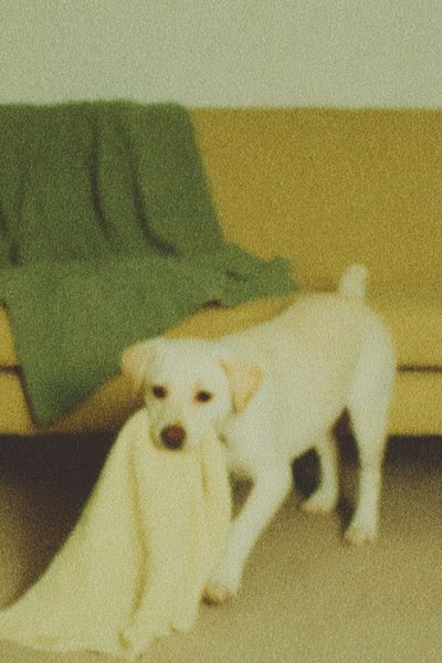 Labrador Puppy Vintage Poster.