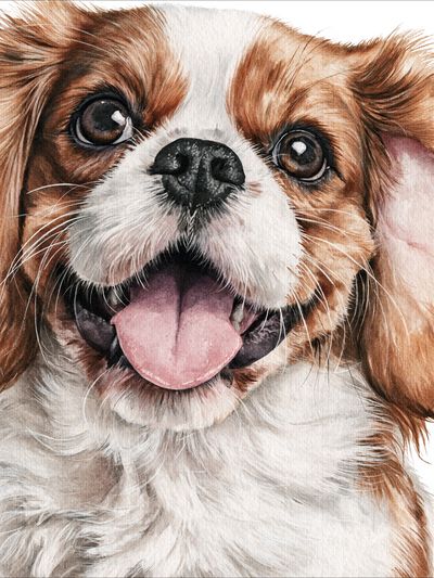 Cavalier King Charles Spaniel Watercolor Poster.
