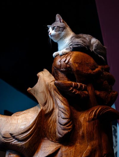 Cat on Carved Wood Photography Poster.
