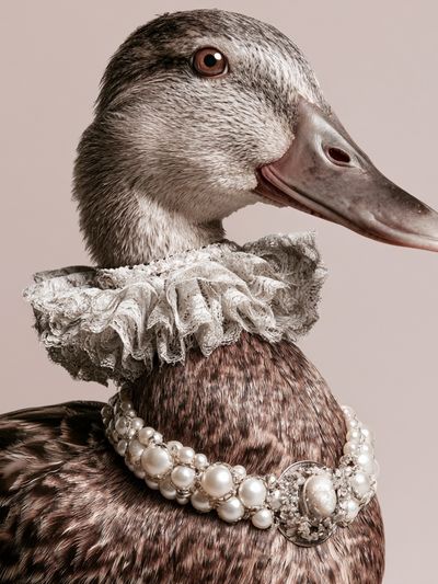 Pearl-Adorned Duck Portrait Print.