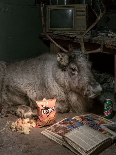 Reindeer in Abandoned Room Print.