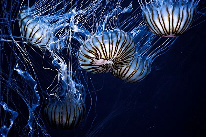 Jellyfish wallpaper desktop, aesthetic HD. poster — animals art