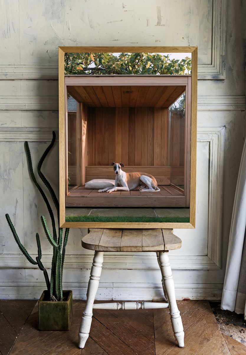 Greyhound in Wooden Garden Shelter Poster. room preview