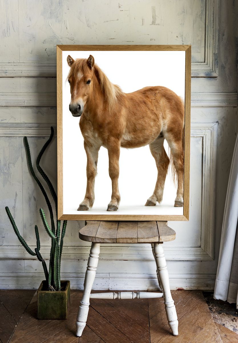 Pony Portrait Photography Poster. room preview