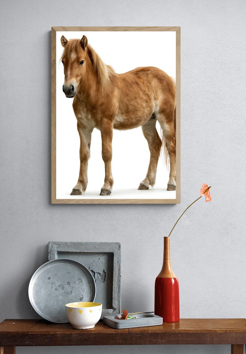 Pony Portrait Photography Poster. — room view 3