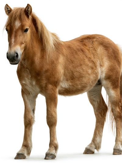 Pony Portrait Photography Poster.