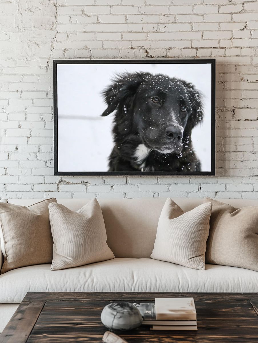 Closeup black dog snow fur. room preview