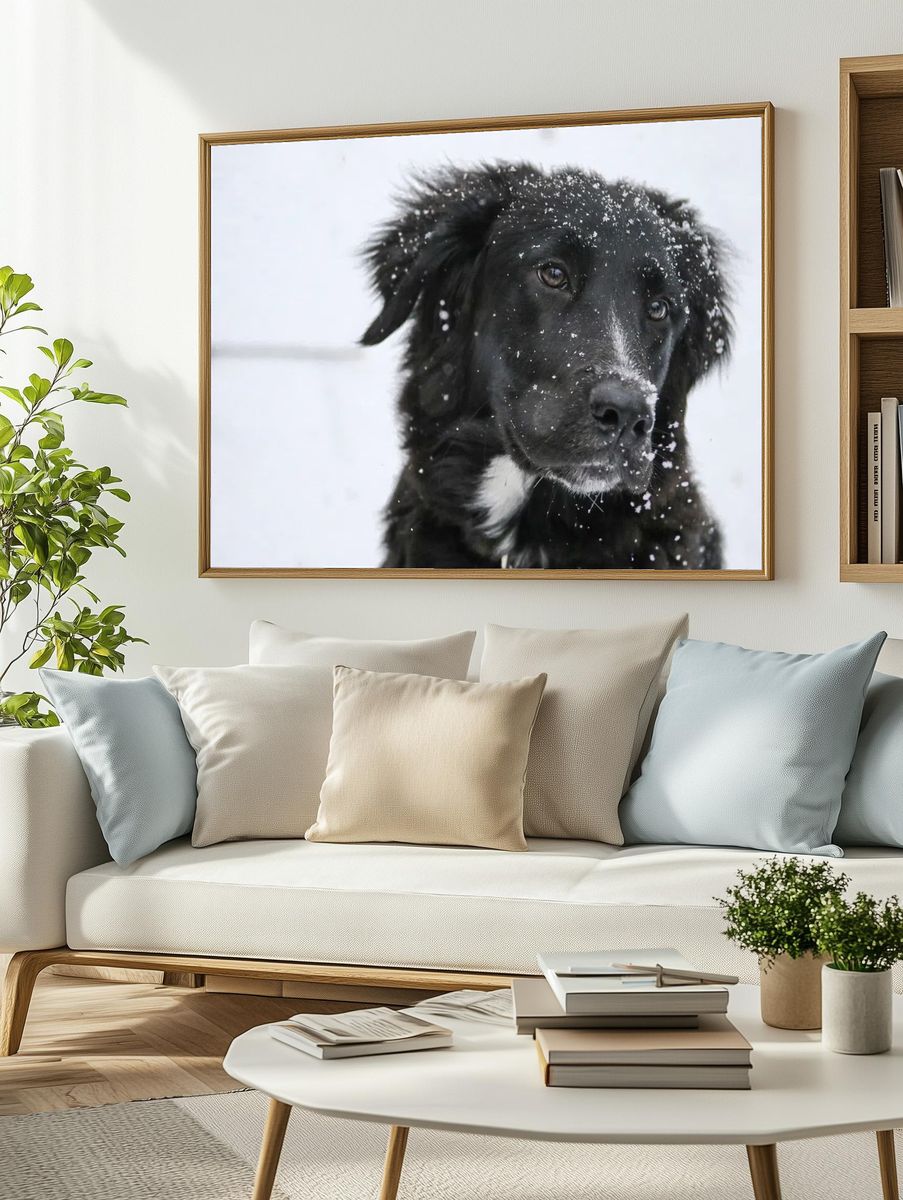 Closeup black dog snow fur. — room view 2