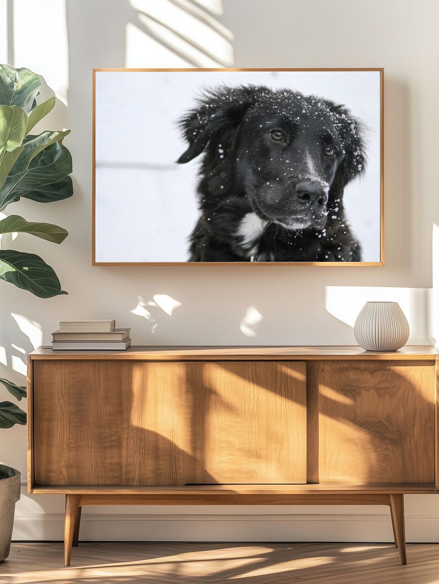 Closeup black dog snow fur. — room view 3