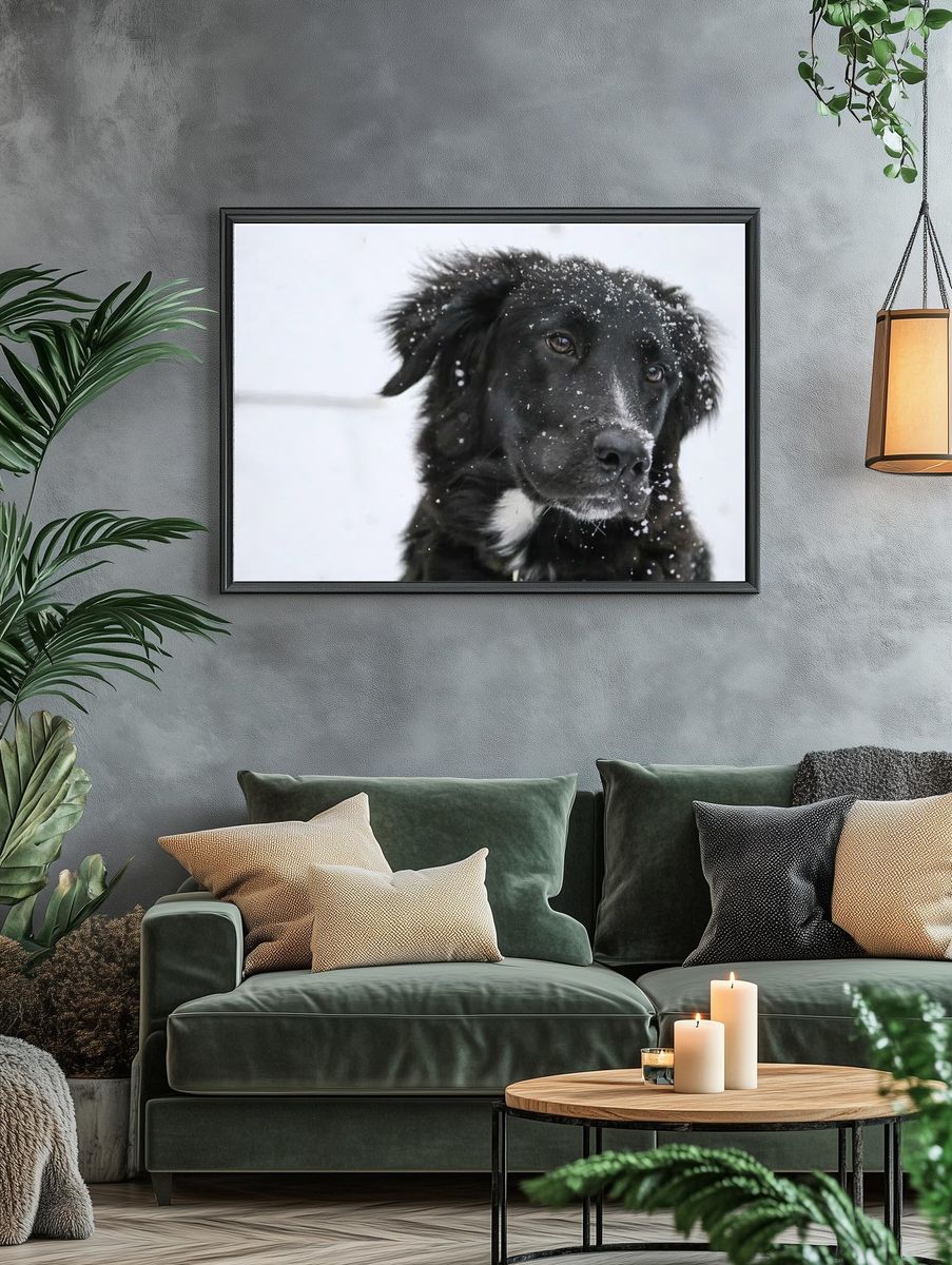 Closeup black dog snow fur. — room view 4