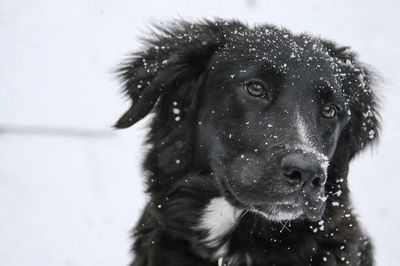 Closeup black dog snow fur.