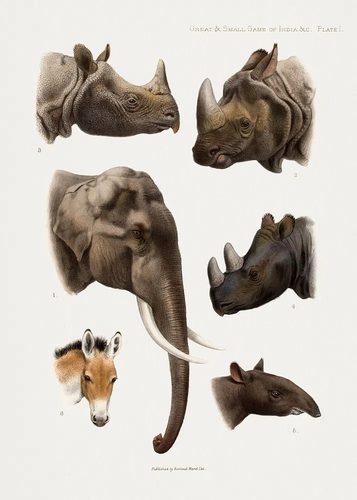 Vintage animal illustrations. poster detail