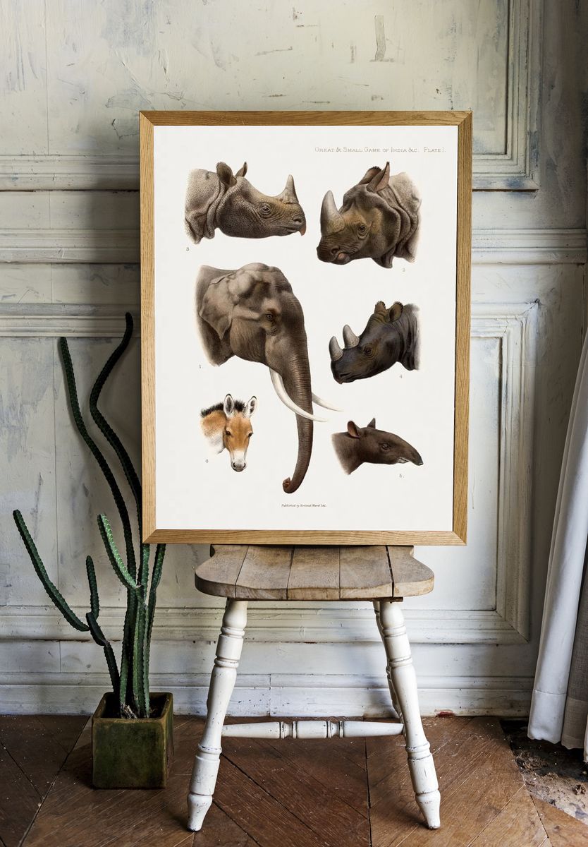 Vintage animal illustrations. room preview