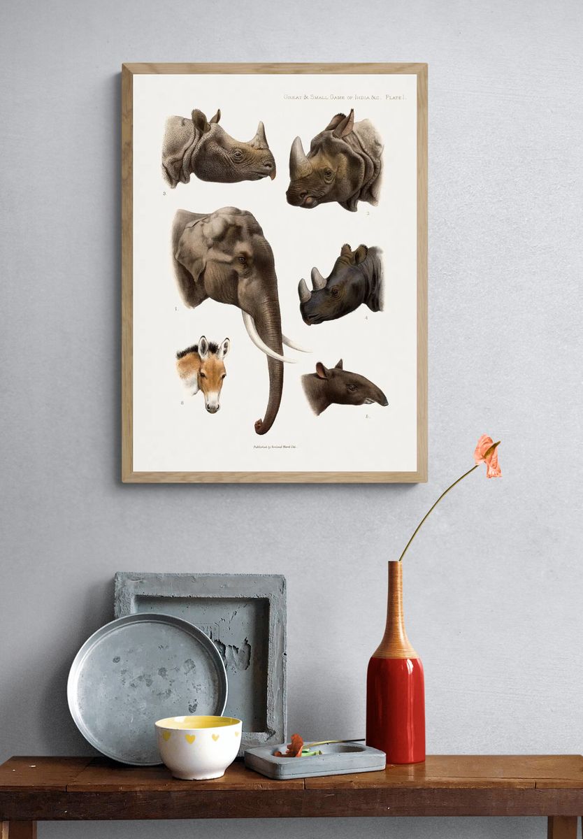 Vintage animal illustrations. — room view 3