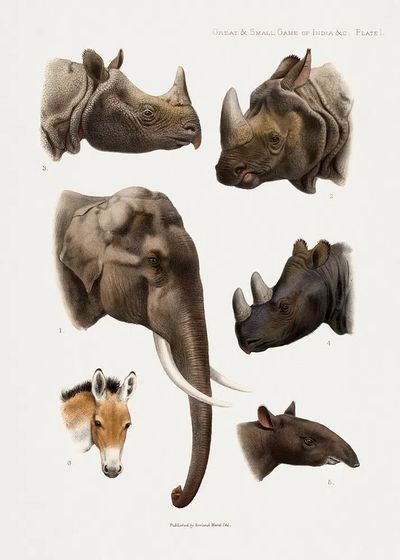Vintage animal illustrations.