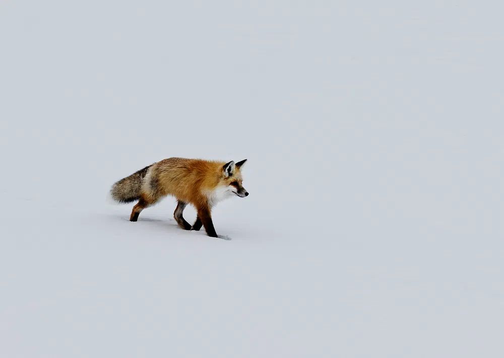 red fox prowls voles, hidden. poster detail