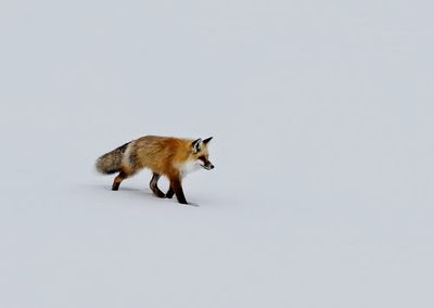 red fox prowls voles, hidden.