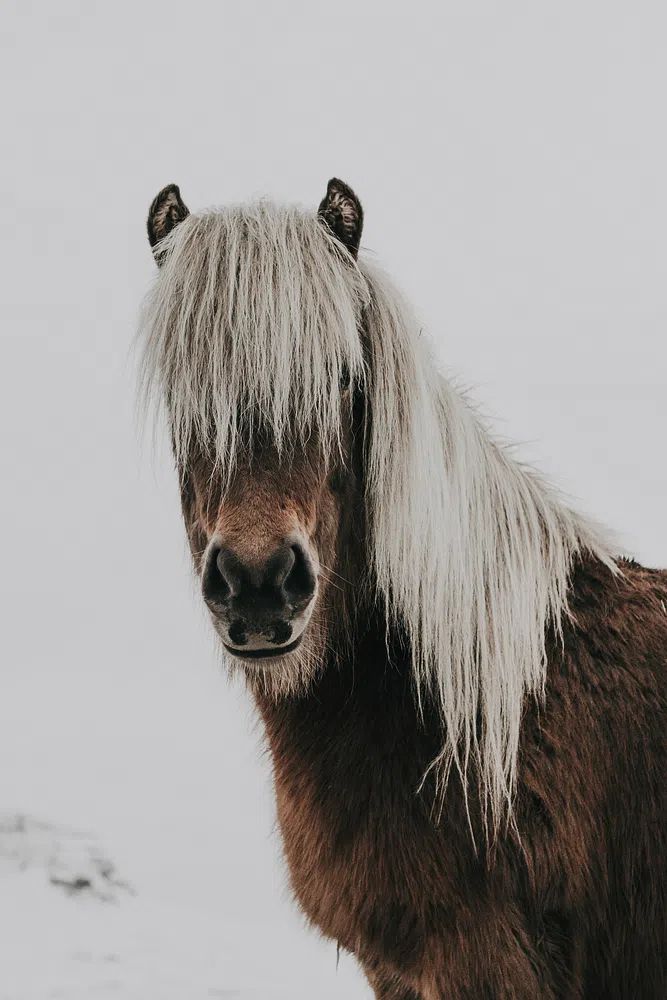 Horse. poster — animals art