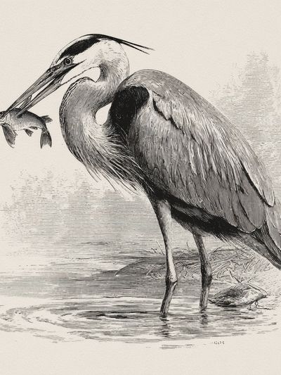 Heron Fishing Ink Print. poster