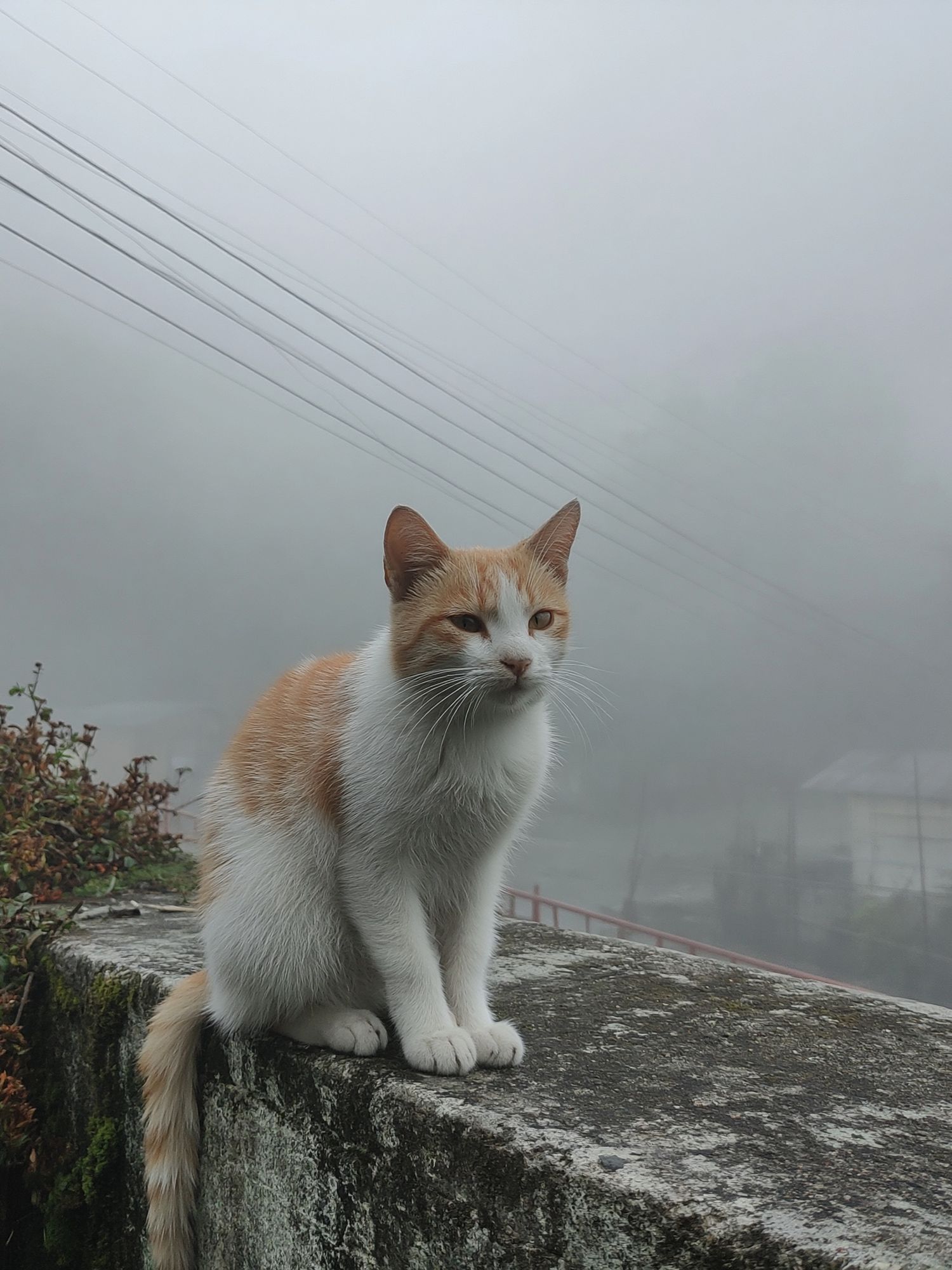 Foggy Cat Portrait Print. poster detail