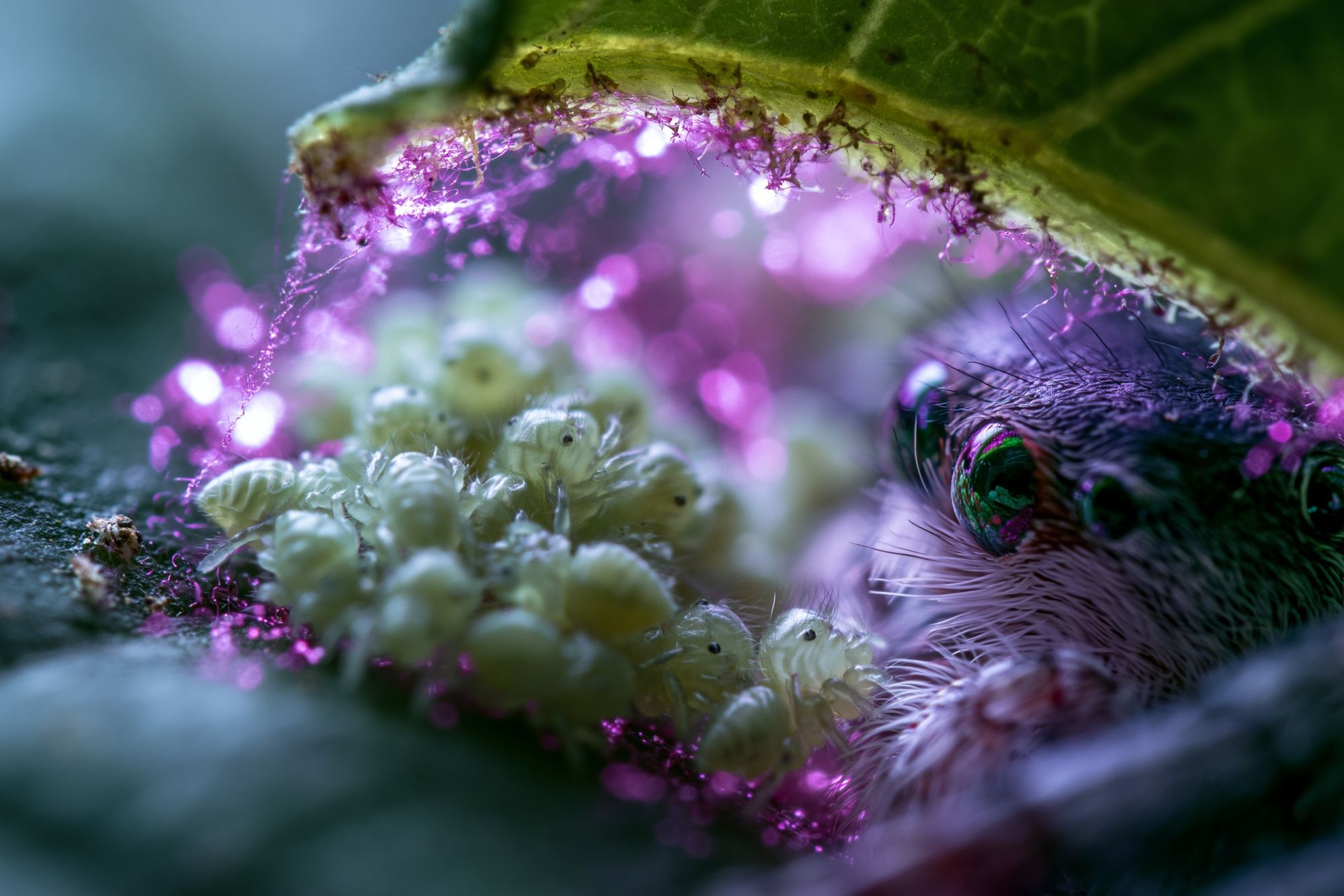 Macro Caterpillar Portrait Print. poster detail