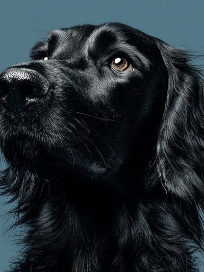 Black Dog Portrait Print. poster