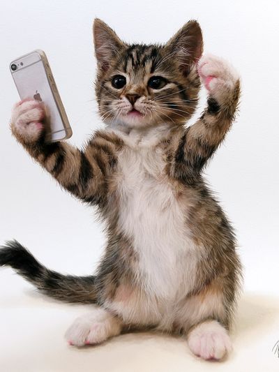 Selfie Kitten Illustration Poster.