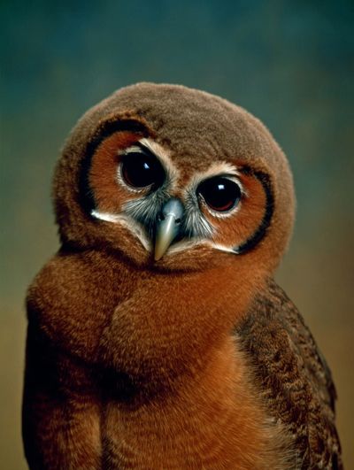 Cute Owl Portrait Poster.