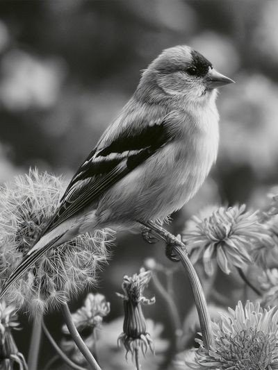 Songbird in Bloom Black-White Print. poster