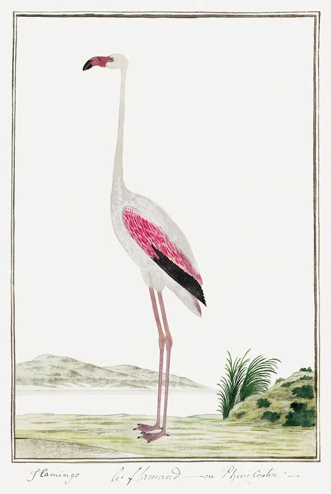 Phoenicopterus ruber roseus: greater flamingo. poster — animals art