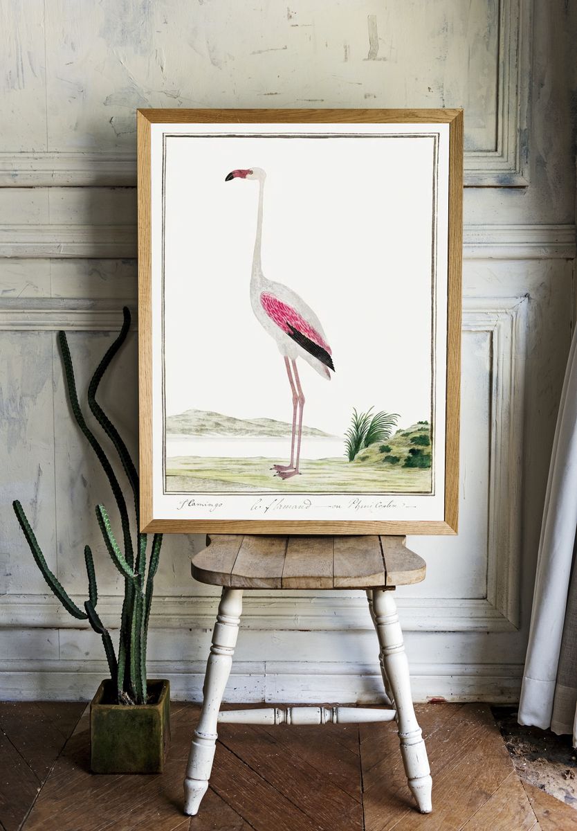 Phoenicopterus ruber roseus: greater flamingo. room preview