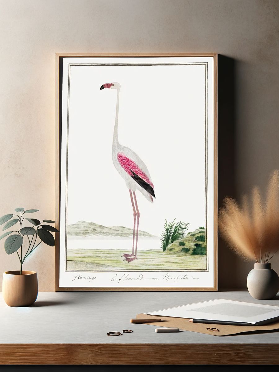 Phoenicopterus ruber roseus: greater flamingo. — room view 2