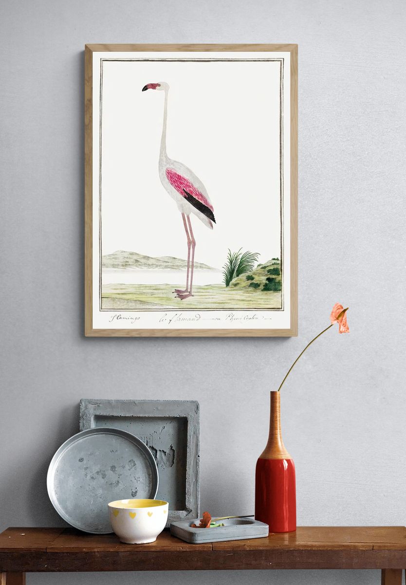 Phoenicopterus ruber roseus: greater flamingo. — room view 3