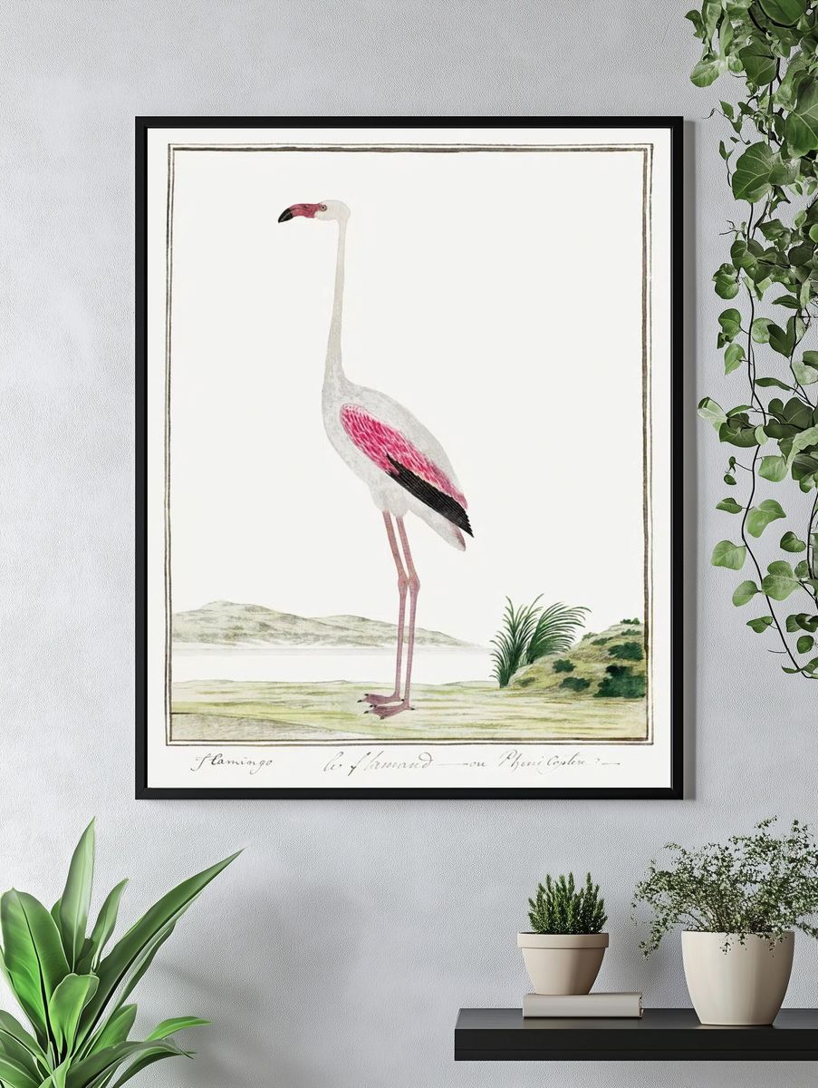 Phoenicopterus ruber roseus: greater flamingo. — room view 4