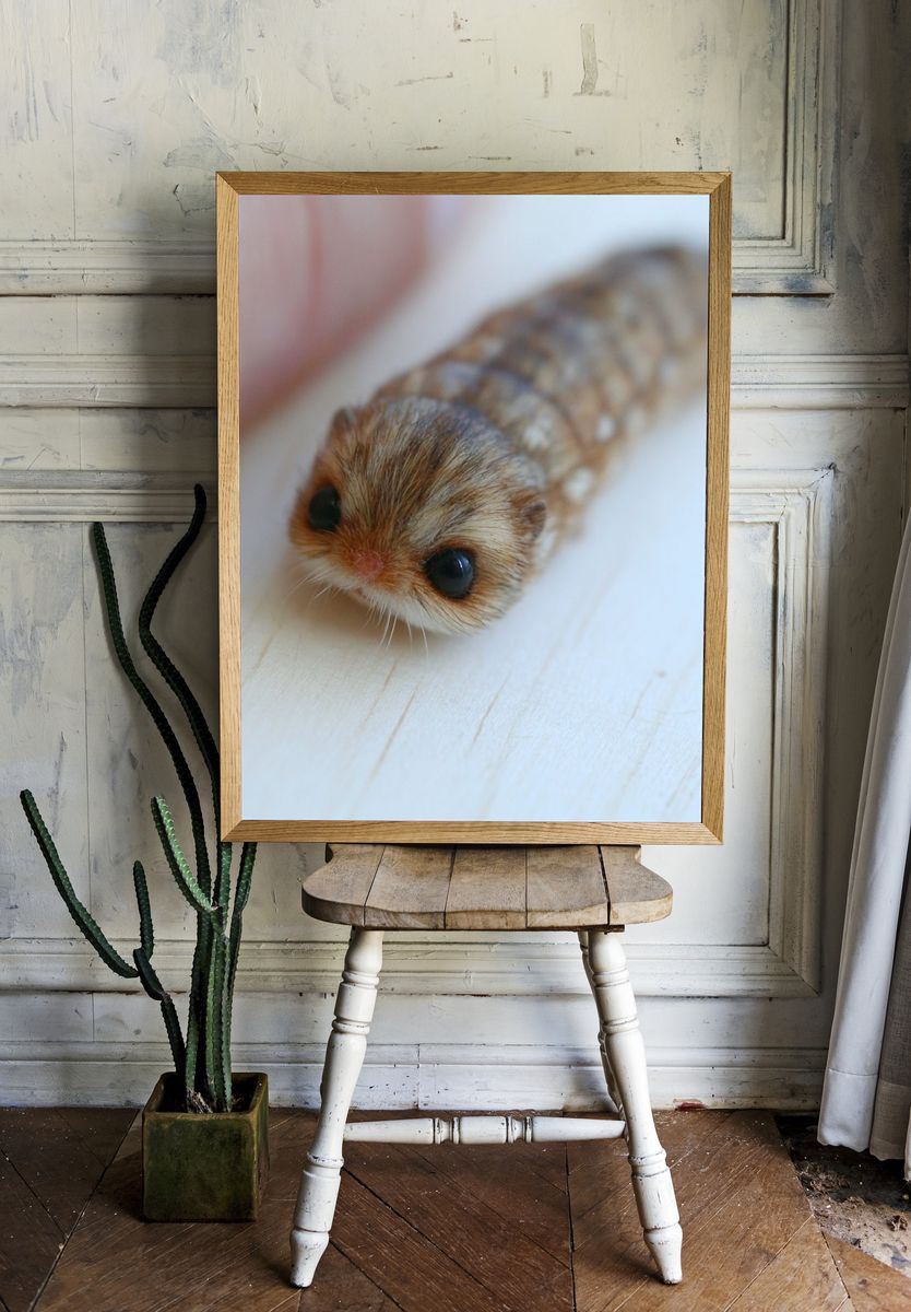 Cute Caterpillar Photography Poster. room preview