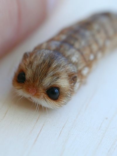 Cute Caterpillar Photography Poster.