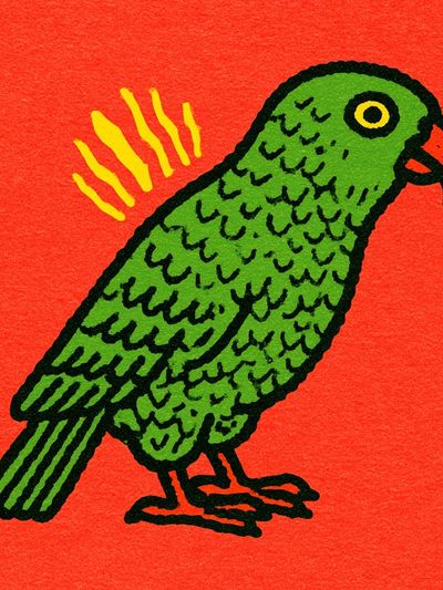 Green Parrot Illustration Poster.