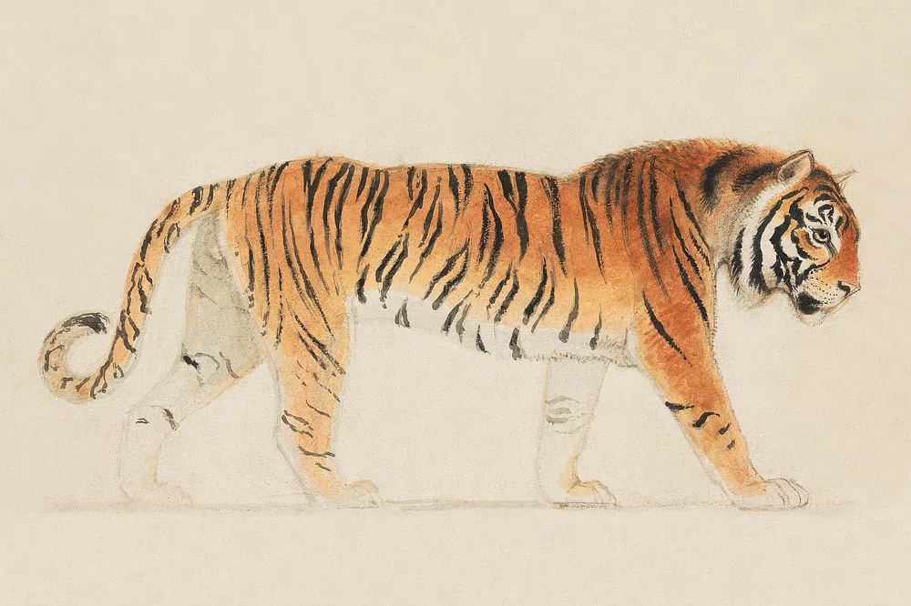 Tiger, Full-Length, Profile, Walking Towards. poster detail