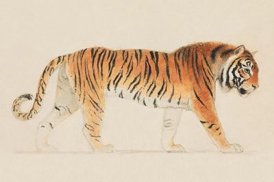 Tiger, Full-Length, Profile, Walking Towards. poster print