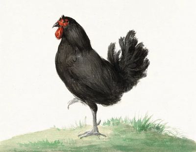Standing black chicken (1775–1833) drawing. poster