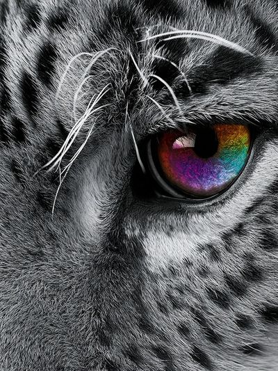 Rainbow Tiger Eye Photography Poster.