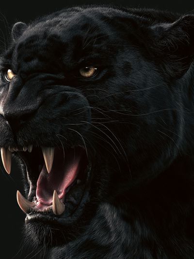 Black Panther Roar Photography Poster. poster