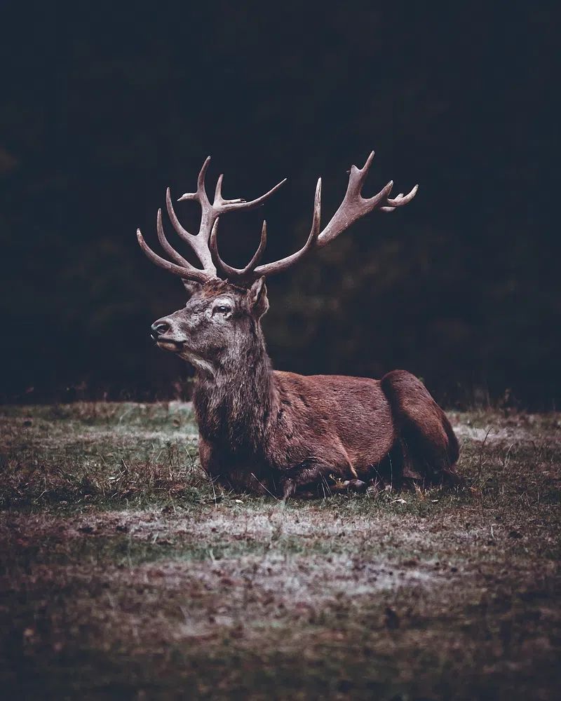 Majestic Stag Portrait Print. poster detail