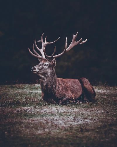 Majestic Stag Portrait Print. poster print