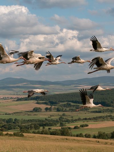 Flying Storks Over Countryside Poster.