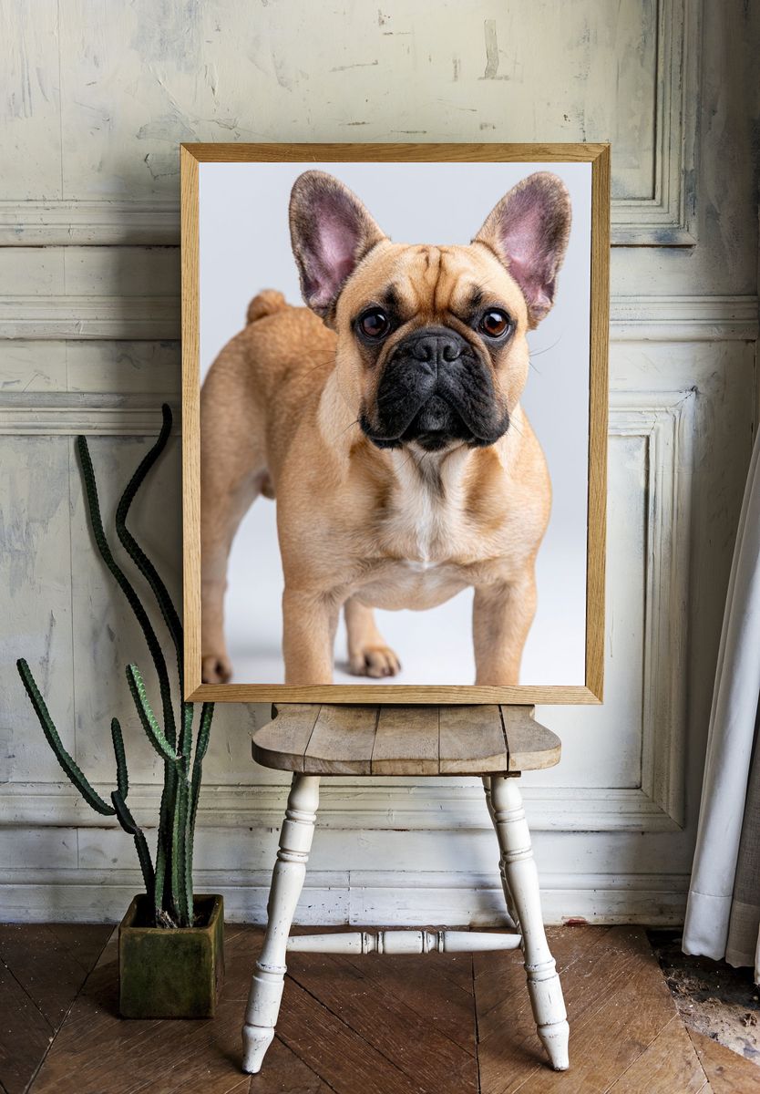 French Bulldog Portrait Poster. room preview