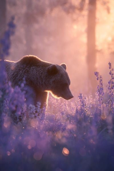 Bear in Lavender Light Poster.