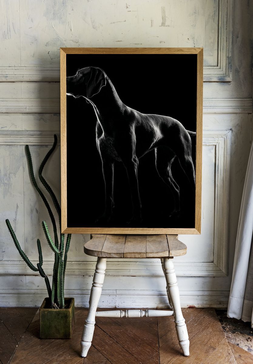 Black Labrador Portrait Photography Poster. — room view 1