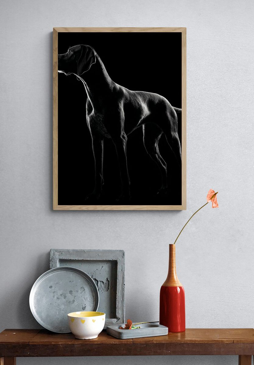Black Labrador Portrait Photography Poster. — room view 3